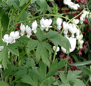 Dicentra spectabilis 'alba'