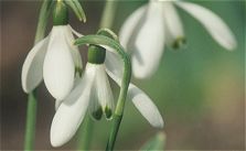 Galanthus nivalis