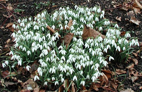 Galanthus nivalis