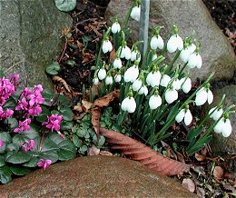 Vintergkker sammen med cyclamen