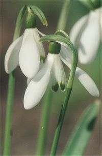 Galanthus nivalis