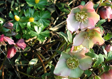 Helleborus orientalis