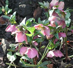 Helleborus orientalis