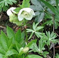 Helleborus orientalis