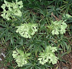 'Helleborus foetidus' foran Det Danske Haveselskabs hus p� J�gersborgvej i Lyngby