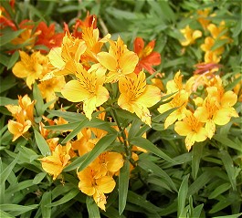 A. 'Lutea' med 'Orange King' i baggrunden.
