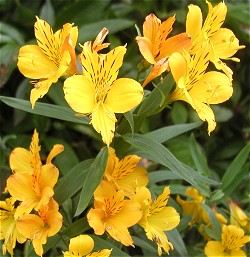 Alstromeria aurantiaca 'Lutea'