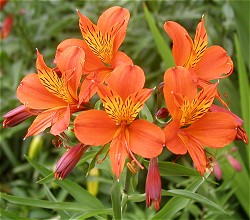 Alstromeria aurantiaca 'Orange King'
