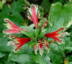 Alstromeria pulchella