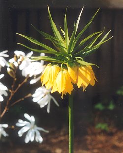 Fritillaria imperialis 'Lutea'