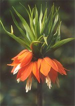 Fritillaria imperialis 'Rubra'