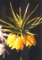 Fritillaria imperialis 'Lutea'