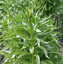 Fritillaria imperialis kort fr blomstring