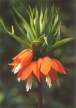 Fritillaria imperialis 'Rubra'