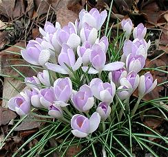 Crocus tommasinianus