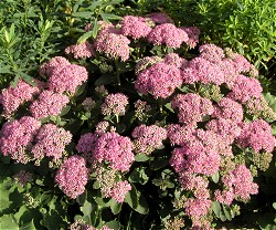 Sedum spectabile