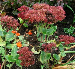 Sedum telephium 'Herbstfreude'