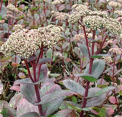 Sedum 'Matrona'