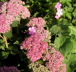 'Sedum spectabile' sammen med lvefod og geranium 'Rose Clair'